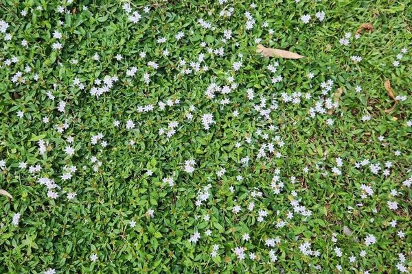 Mexican-clover