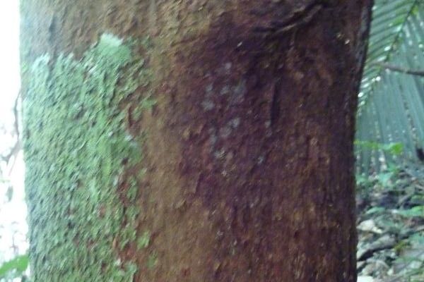 Richeria grandis
