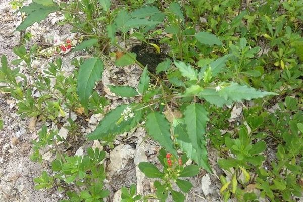 Coralberry