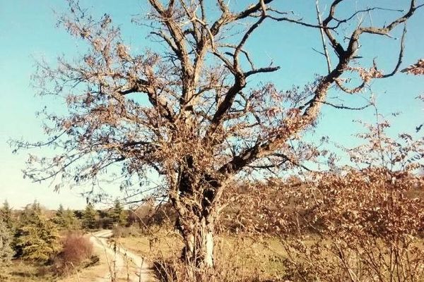 False acacia