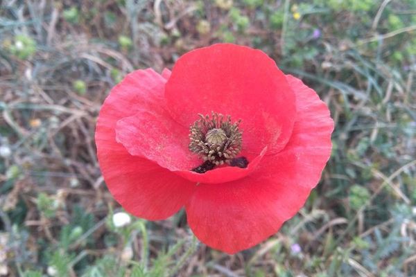 Pale poppy