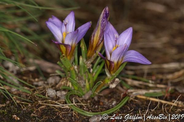Crocus-leaved romulea