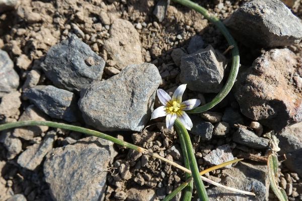 Sand-crocus