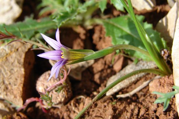 Romulea ramiflora
