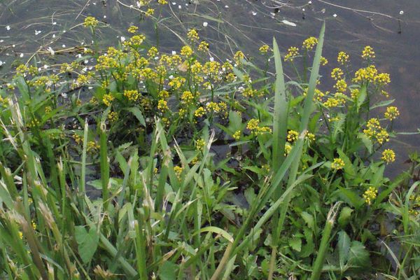 Great yellow cress