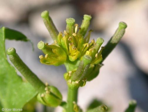 Curve-pod yellow cress