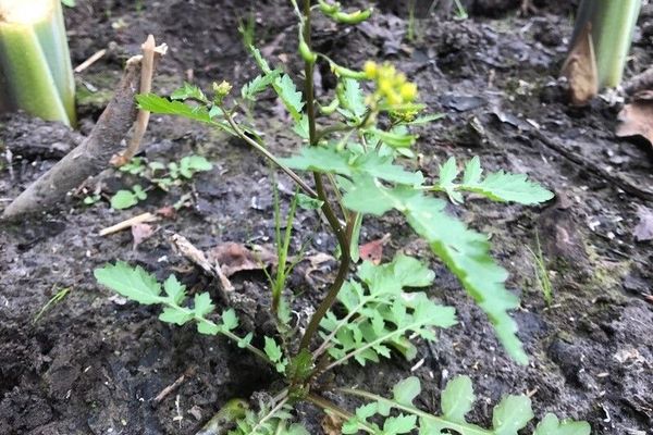 Marsh cress