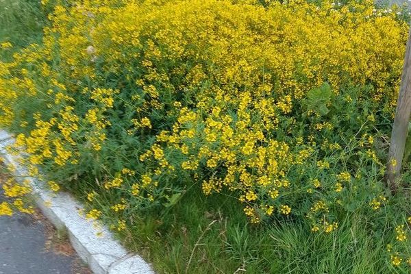Creeping yellow cress