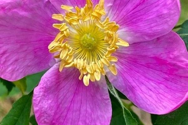 Prickly rose