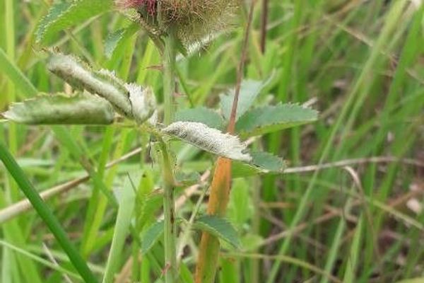 Prairie rose