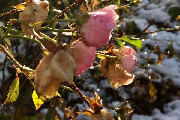 Hungarian rose