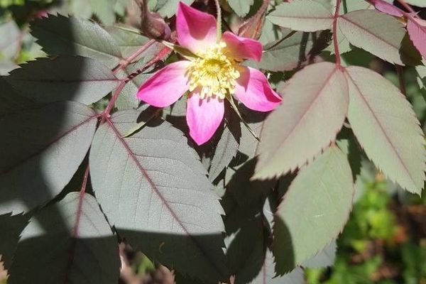 Redleaf rose