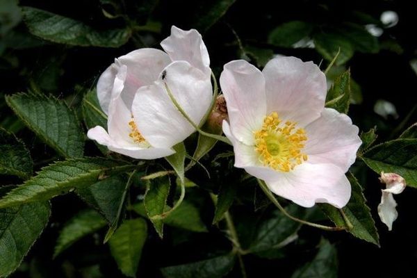 Rosa inodora