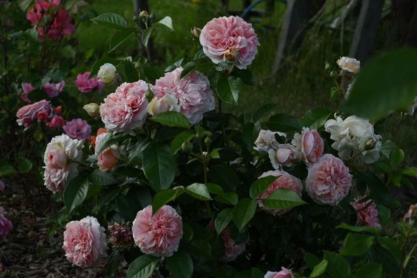 Wichura's rose