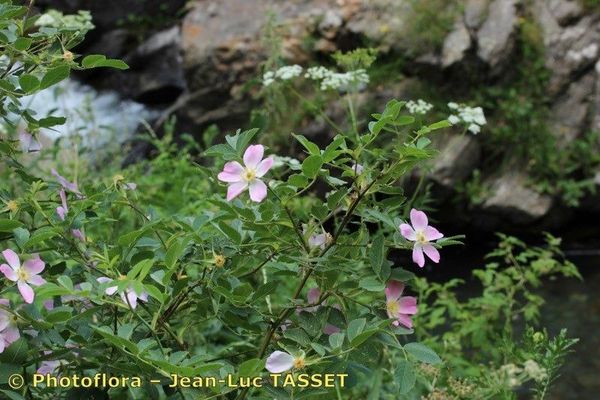 Soft downy rose
