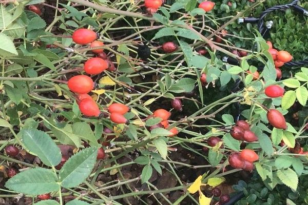 Round-leaved dog-rose