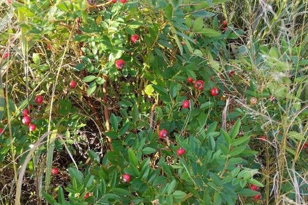 Swamp rose
