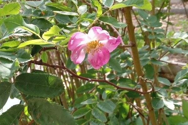 Alpine rose
