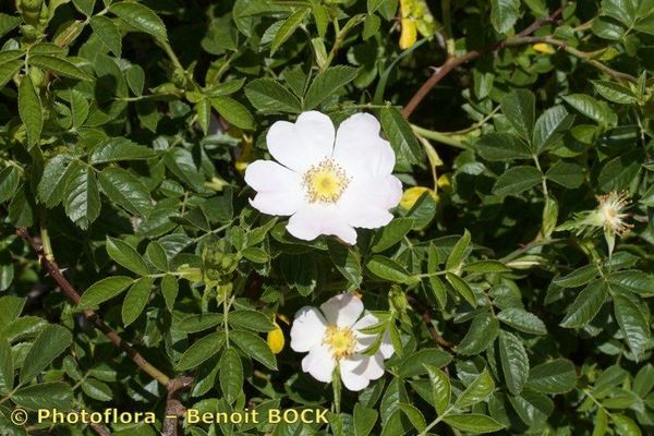 Rosa pouzinii