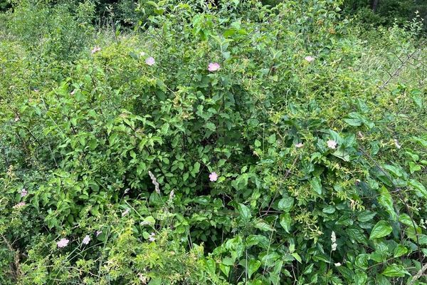 Eglantine
