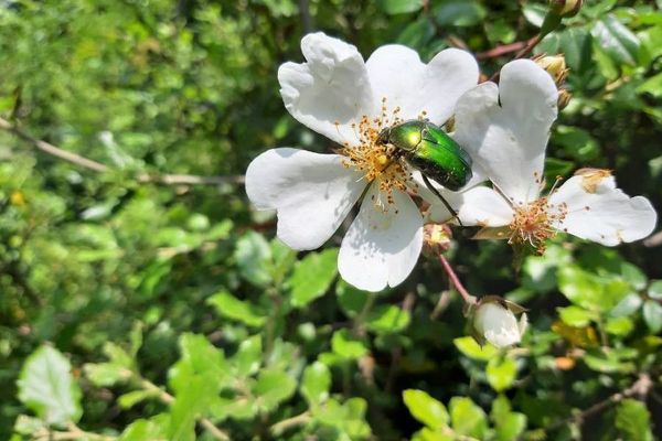 Evergreen rose