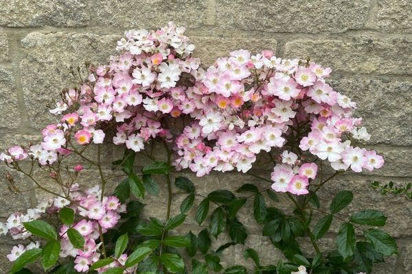 Climbing rose