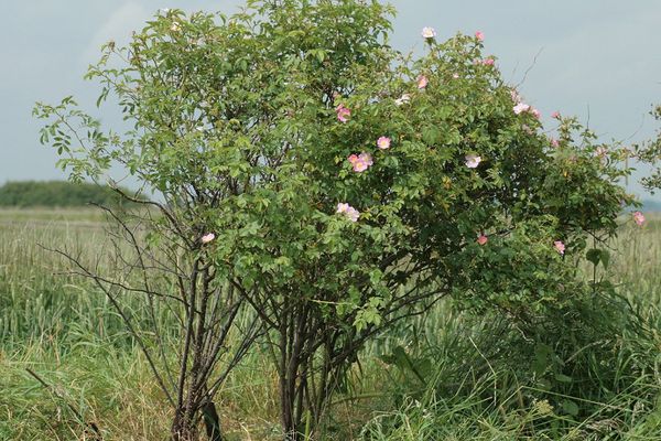 Sherard's downy rose
