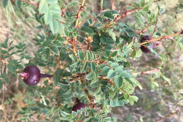 Burnet rose