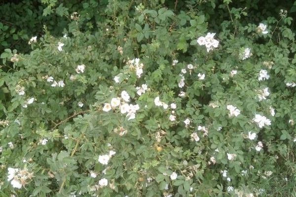 Downy rose