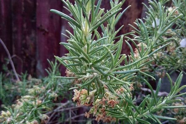 Rosemary