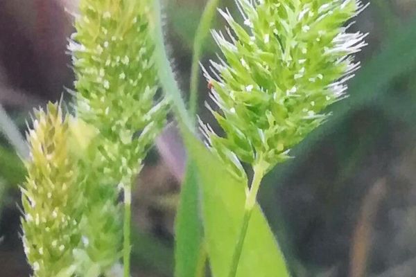 Mediterranean-hair grass