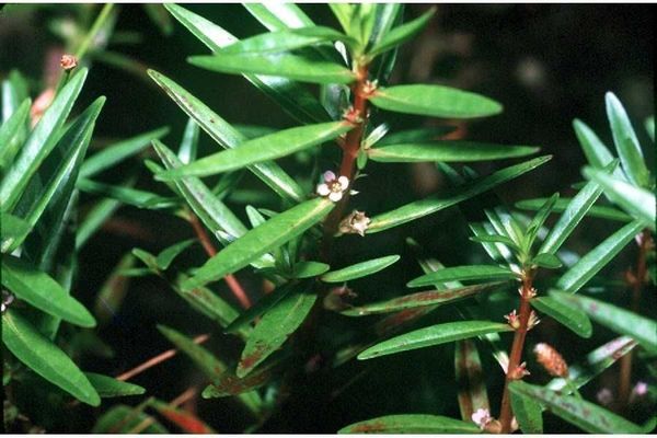 Lowland rotala