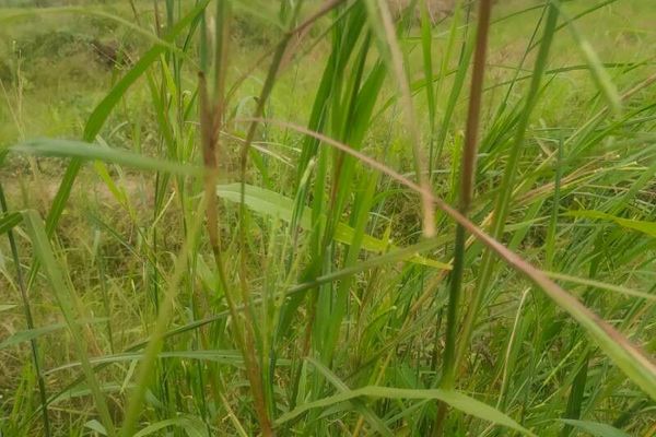 Guinea-fowl grass