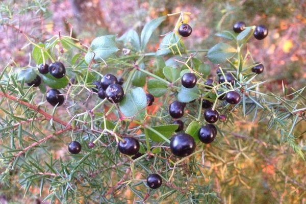 Wild madder