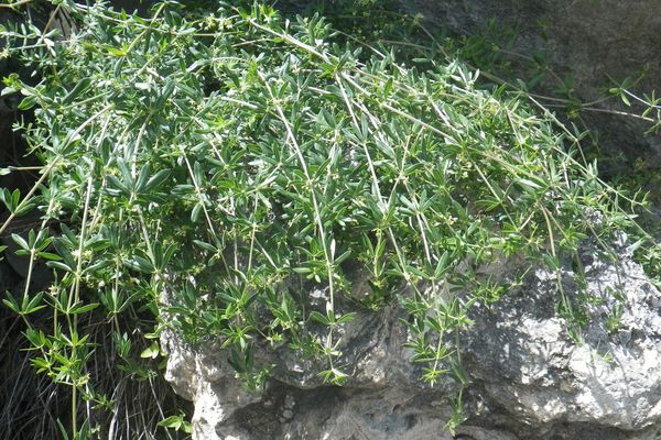 Rubia tenuifolia