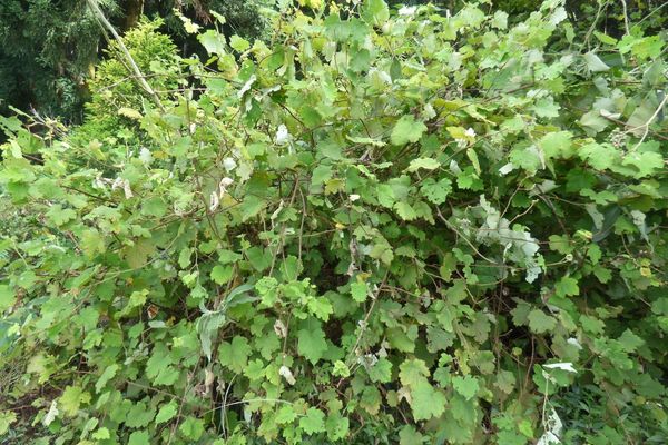 Giant bramble