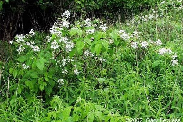 Sow-teat blackberry