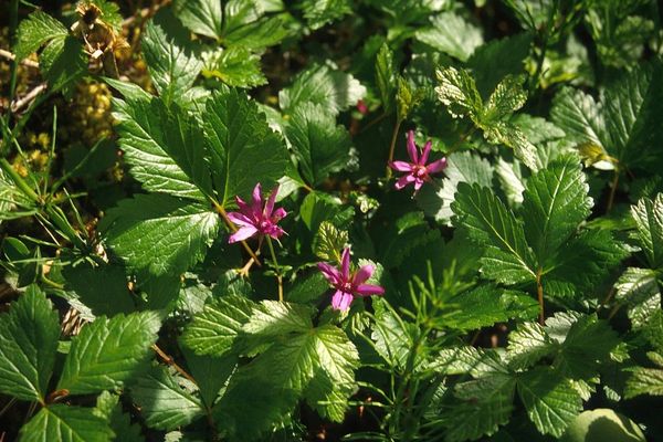 Arctic bramble