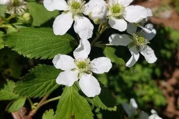 Sawtooth blackberry