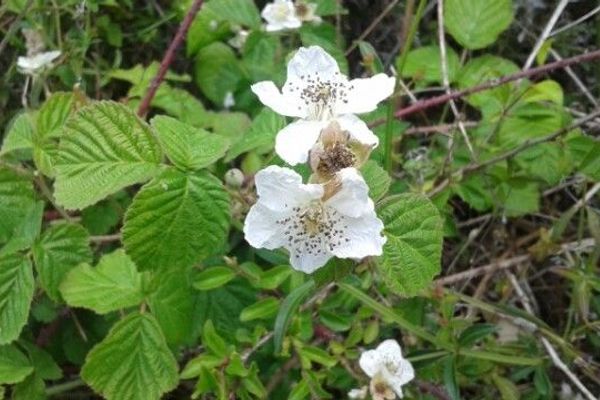 European dewberry