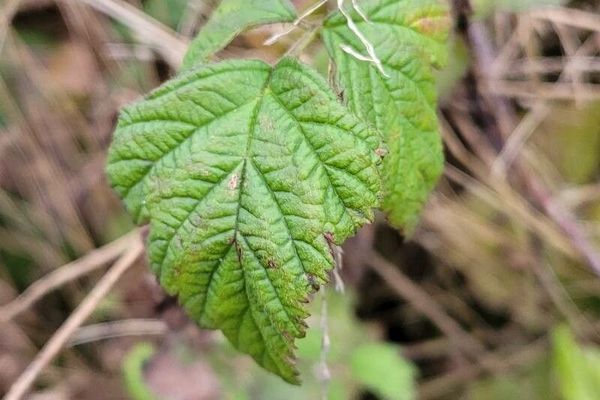Rubus camptostachys