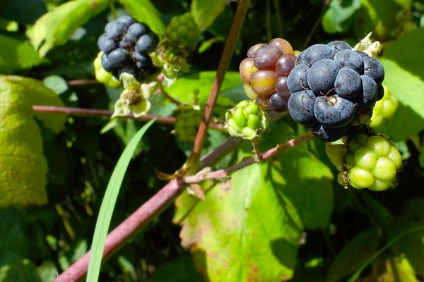 Smooth blackberry