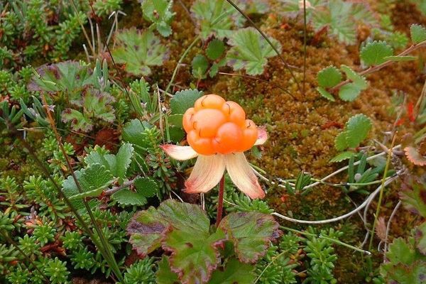 Cloudberry