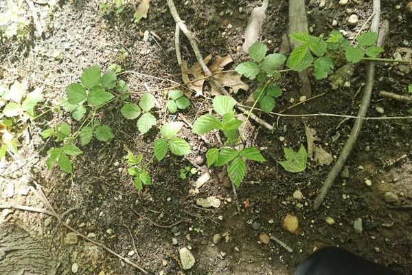 American dewberry