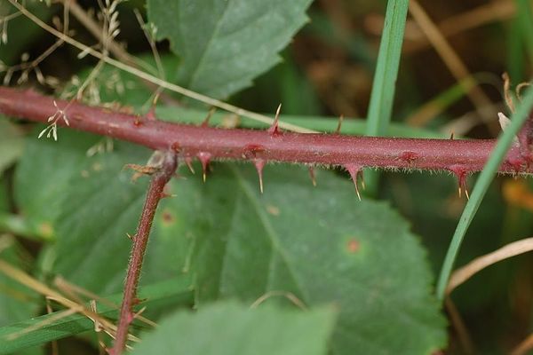 Rubus gracilis