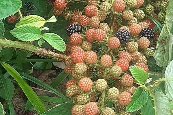 Rubus gratus