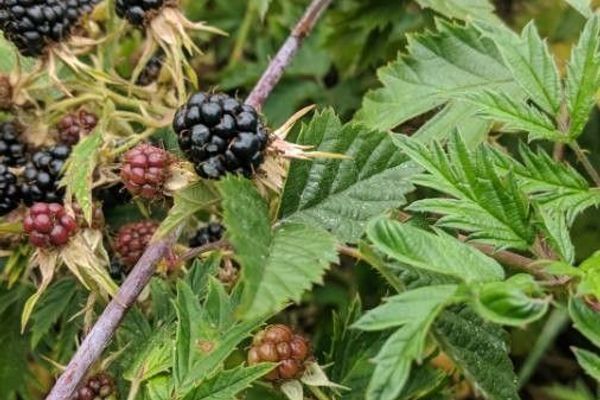 Cutleaf blackberry