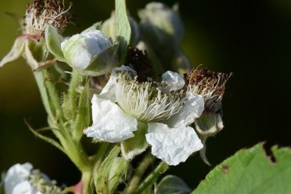 Lindeberg's bramble
