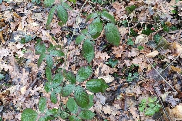 Largeleaf blackberry