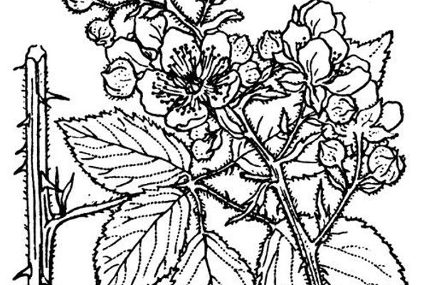 Rubus montanus